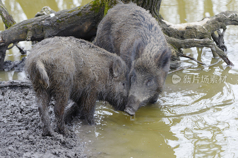 野猪(Sus scrofa)